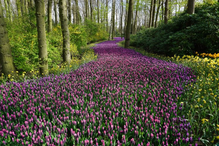 a beautiful pathway of flowers helping emotional abuse healing